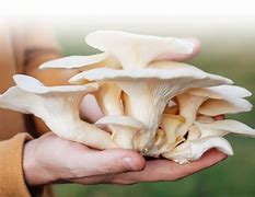 OYSTER MUSHROOM 